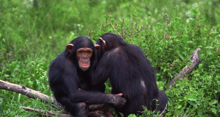 Las chimpancés hembras a veces le roban la comida a los machos que no la comparten.