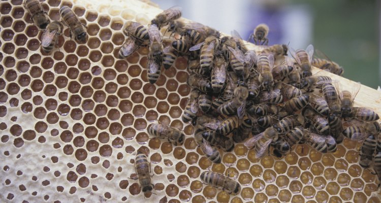 É possível remover a cera de abelha de tecidos