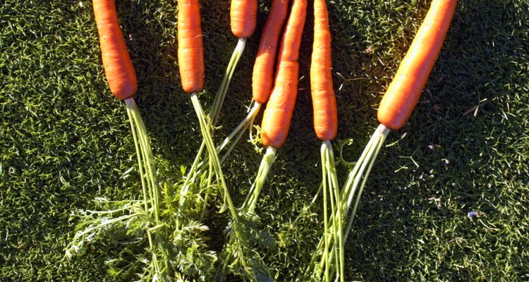 Tu hijo puede ser sorprendido al enterarse de que ya come raíces de plantas, tales como las zanahorias.