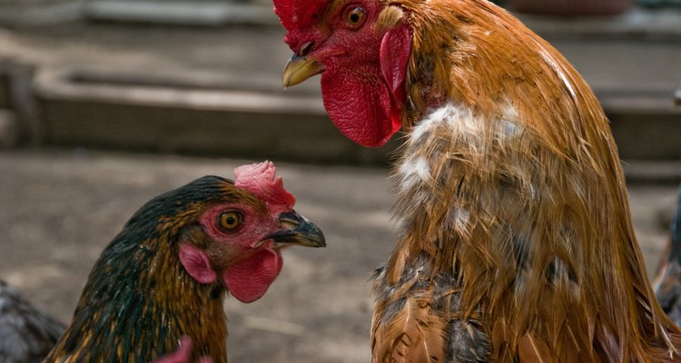 Galos e galinhas se diferenciam pelo tamanho de suas cristas e carúnculas