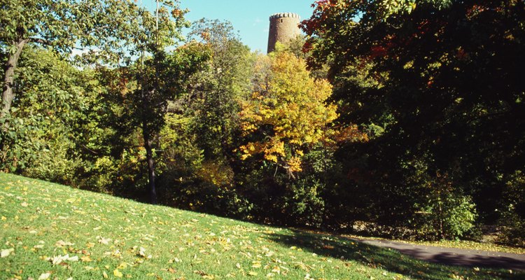 Make a simple theodolite to learn the height of the trees in your garden.