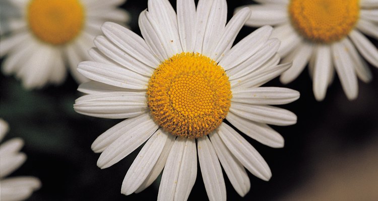 Caterpillars often feed on daisy petals.