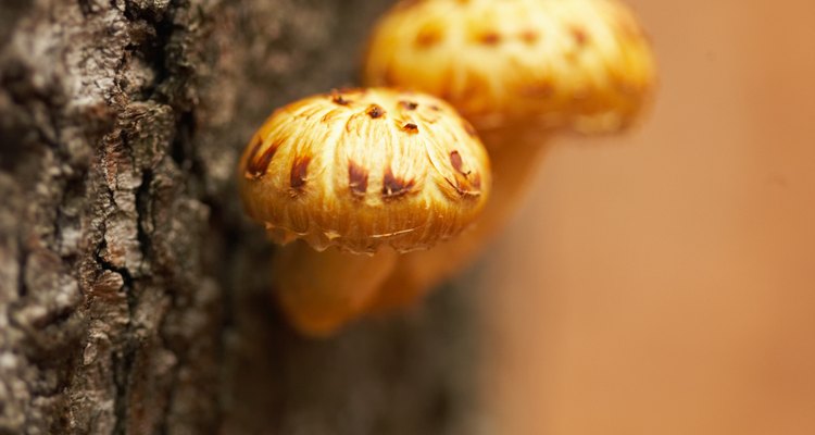 Download Yellow Tree Fungus