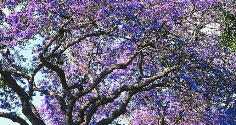 Un jacarandá con ramas enroscadas es espectacular cuando florece en la primavera.