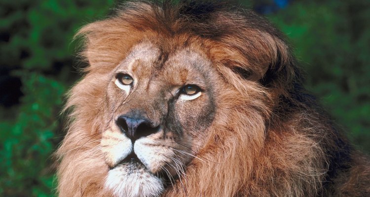 O leão africano é a subespécie de leão mais conhecida