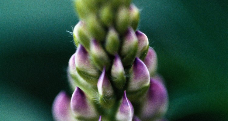 Lupin flowers fade from the base upwards.