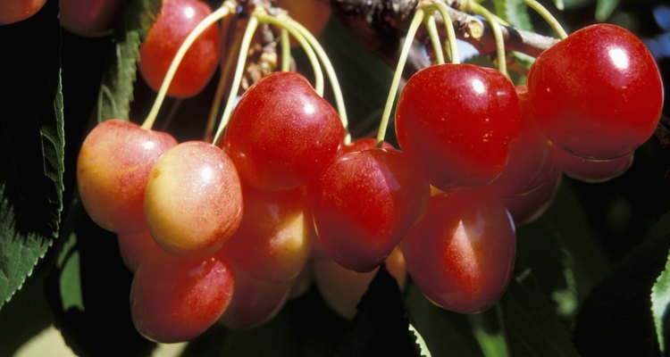Close-up of Royal Anne cherries hanging on a branch