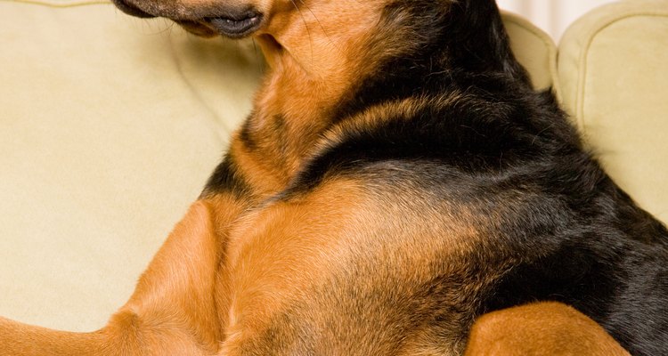 Los perros a menudo son molestados por garrapatas y pulgas.
