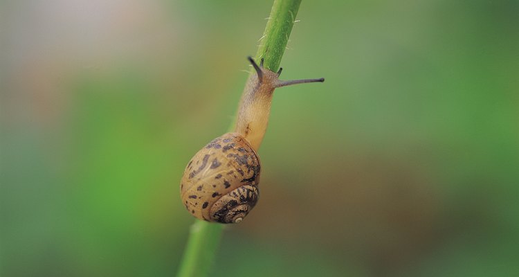 Los caracoles y babosas pueden destruir tus preciadas plantas.