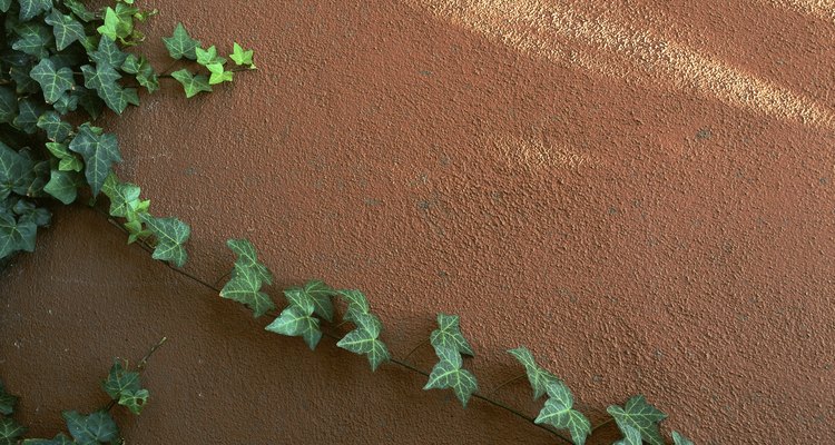 Ivy vines soften the hard lines of a wall.