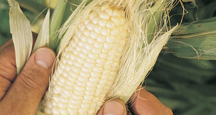 La sémola de maíz se obtiene al moler los granos secos de maíz.
