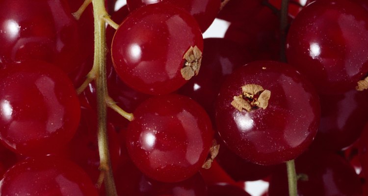Keeping aphids off your red currants is easy.