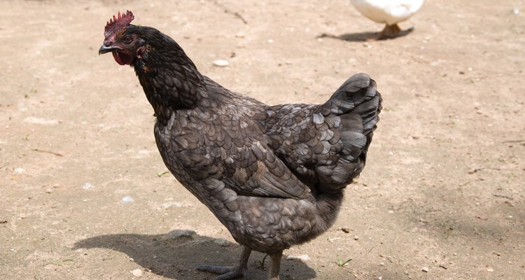 As galinhas e os patos não precisam ser separados