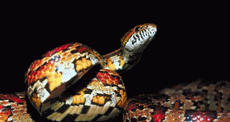 Capturing an escaped baby corn snake can be tough, but not impossible.