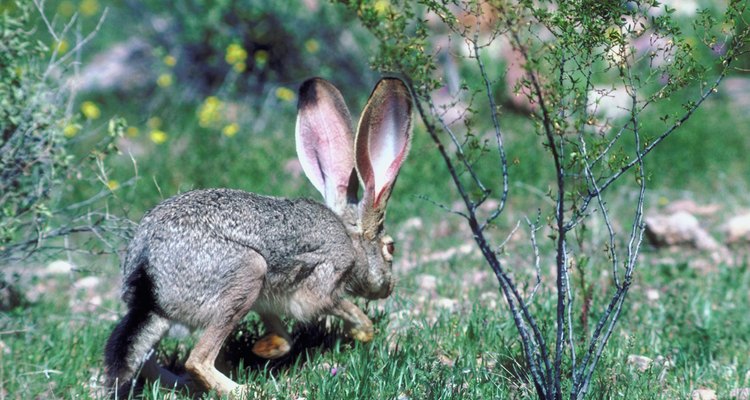 Los conejos son animales presa, y sus cuerpos han evolucionado para moverse más rápido en cortas distancias y así evitar depredadores.
