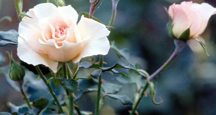 As rosas são presas fáceis para doenças de fungos