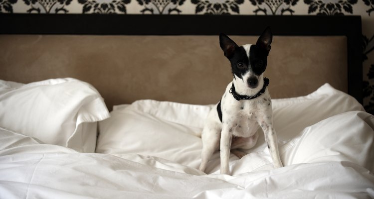 Compartir tu cama con Fido puede causar olores de almohada.