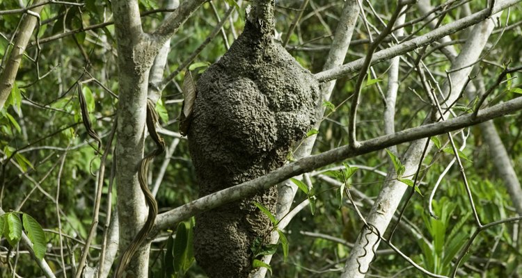 Algumas vespas constroem vespeiros cobertos em papel nos altos das árvores