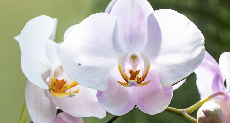 orchids in the botanical garden