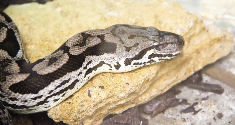 Las boas constrictoras son grandes víboras no venenosas.