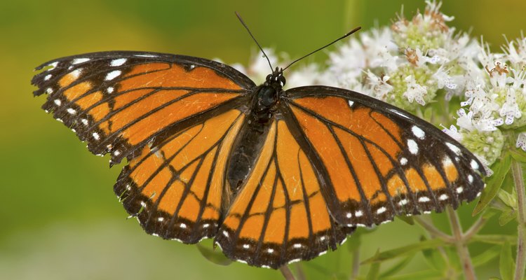 Uma borboleta vice-rei com suas asas estendidas, sorvendo o néctar de uma flor