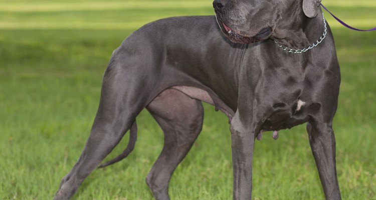 Los perros de razas grandes como el Gran Danés puede salivar por trastornos de la boca.