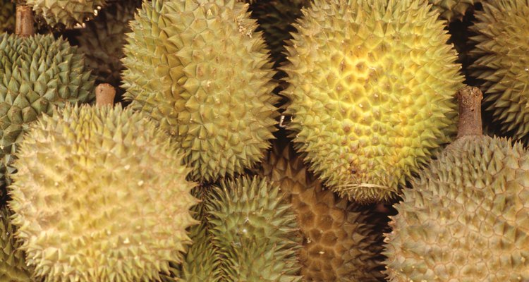 El nombre durian viene del malayo “duri” que significa espina.