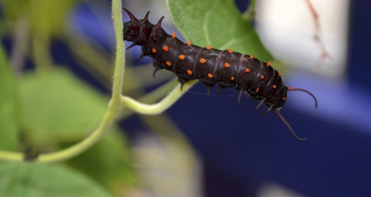 Pipevine Swallowtail Caterpillar on Vine