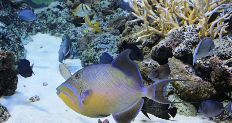 Queen Triggerfish