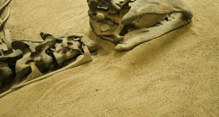 De acuerdo con los fósiles descubiertos, el espinosaurio pesaba 8 toneladas, y medía 16,76 metros de largo.