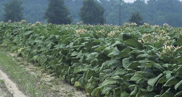 El tabaco formaba parte de la mayor parte de los cultivos de las colonias del sur.