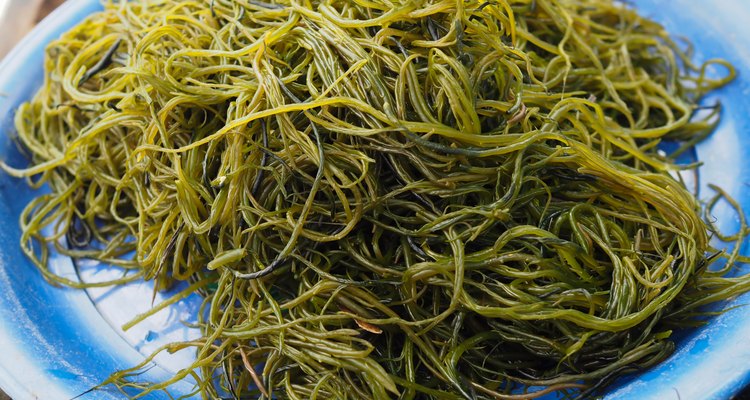 Fresh local seaweed (Gracilaria fisferi) in Thailand market