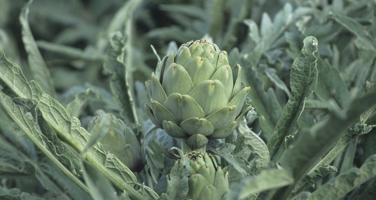 Artichoke plant, close-up