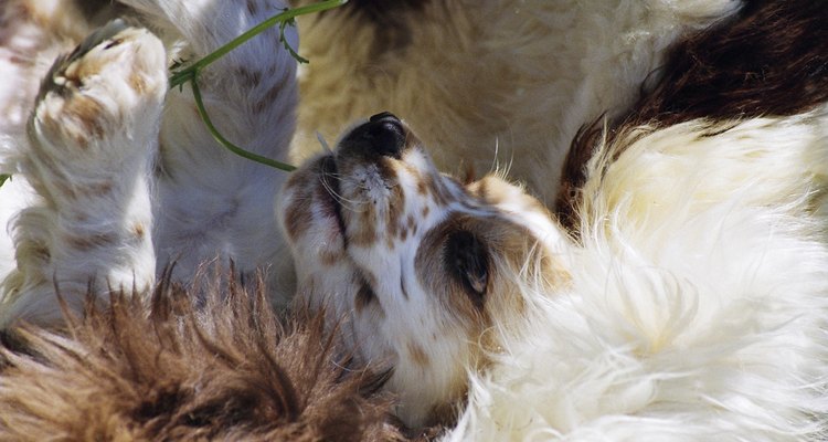 Cocker spaniels can make wonderful pets when they are calm.
