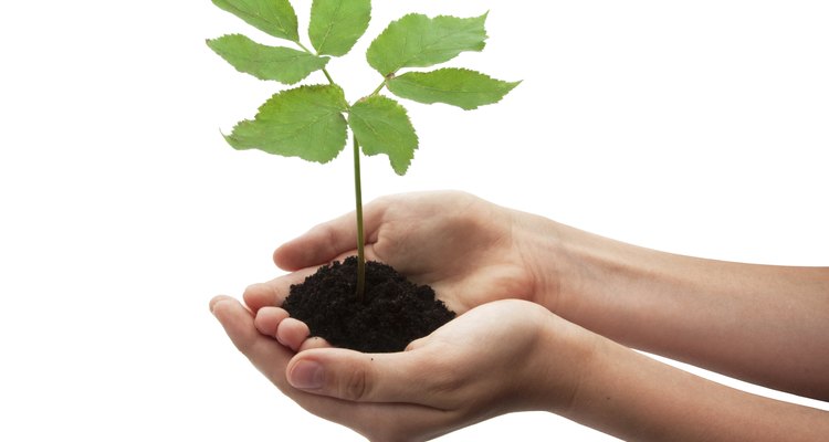 La vida de las plantas.