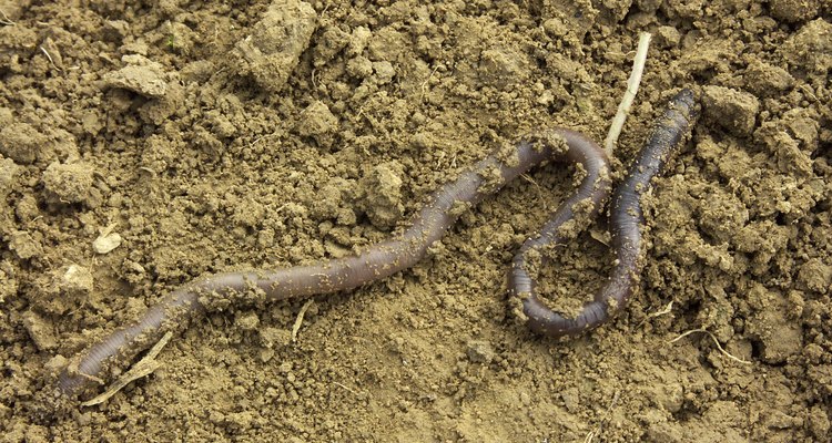 La mayoría de las lombrices deja sus agujeros por la noche para salir a alimentarse.