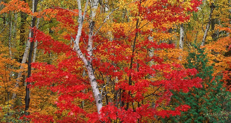 El momento de la floración, producción de semillas, la dispersión y germinación depende de la especie del árbol de arce.