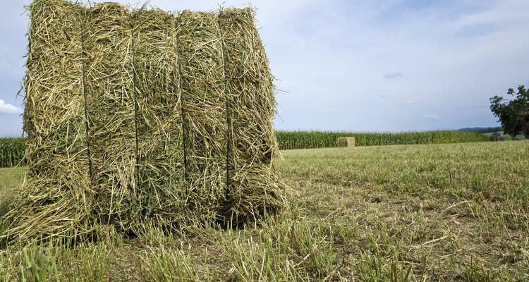 Alfalfa Bale