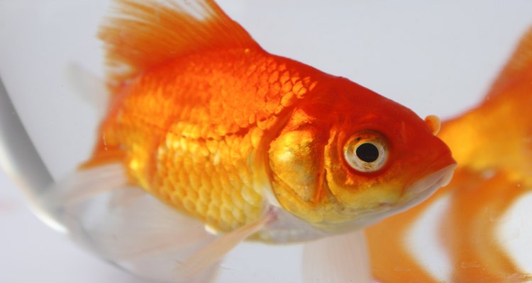 Un pez dorado común es adecuado para comenzar un acuario de agua dulce.