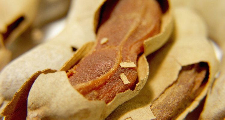 As sementes de tamarindo são encontradas em vagens planas de frutas da árvore de tamarindo