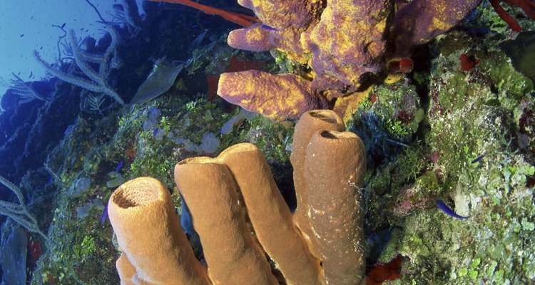 how many millimetre can sea sponges move