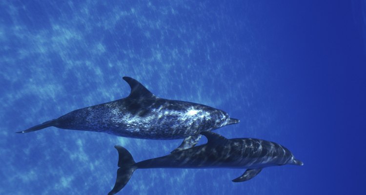 El estudio de los mamíferos marinos es una especialidad de los biólogos marinos.