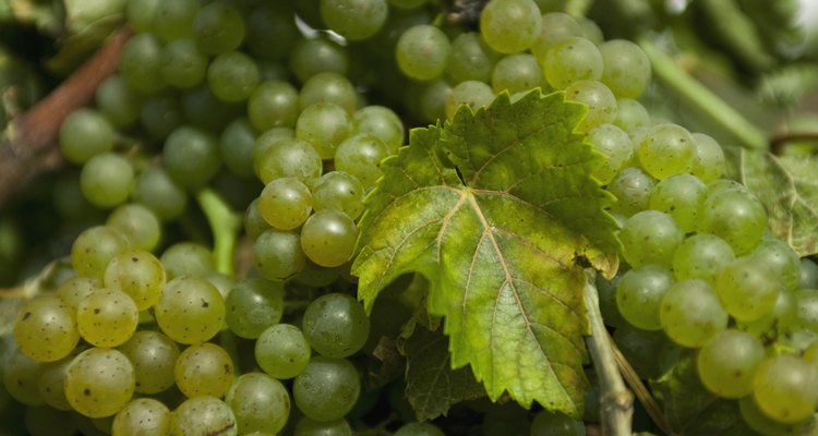 Una parra madura puede producir hasta 50 libras (22,5 kg) de uvas por estación.