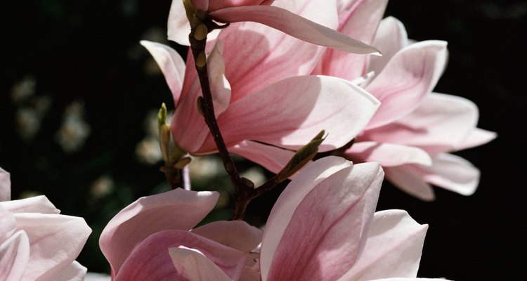 Las magnolias crecen bien en macetas grandes.