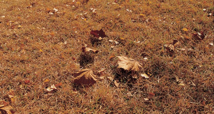 Deixar que o gramado hiberne é um remédio para as lagartas