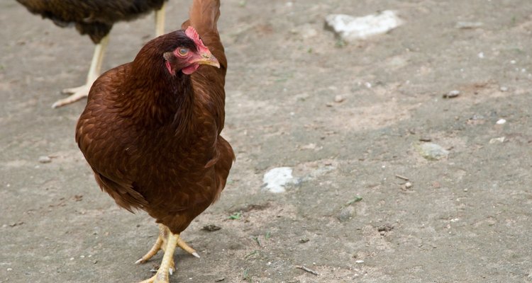 Hay formas de ayudar a una gallina con un huevo atascado.