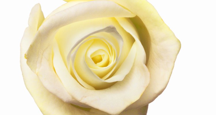 the-meaning-of-a-single-white-rose-our-everyday-life