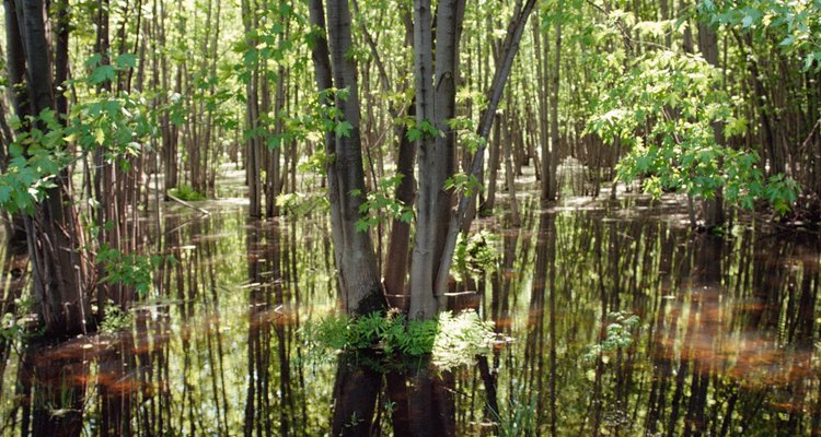 Las selvas tropicales son hogar de muchas especies amenazadas.