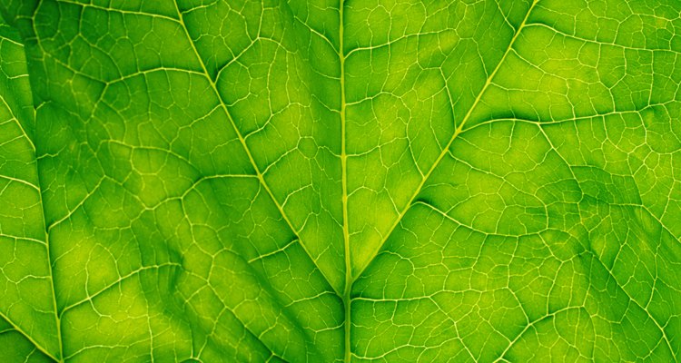 Las hojas de espinaca contienen clorofila, carotenoides y otros pigmentos.