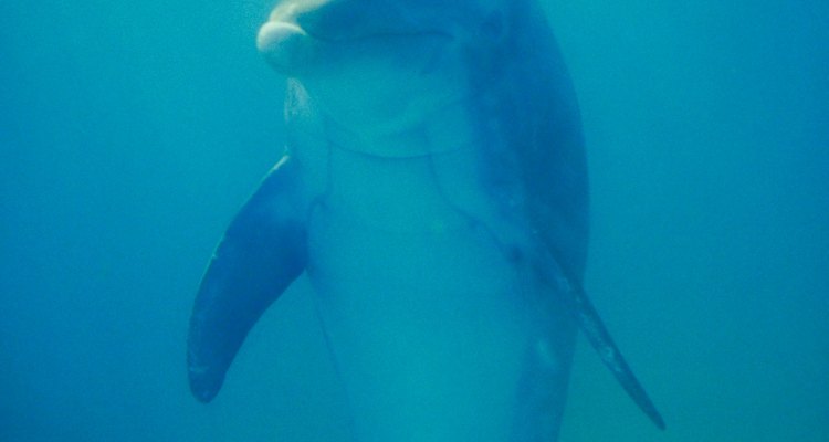 La boca curva del delfín parece una sonrisa.
